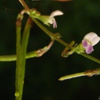 Teramnus labialis (L.f.) Spreng.